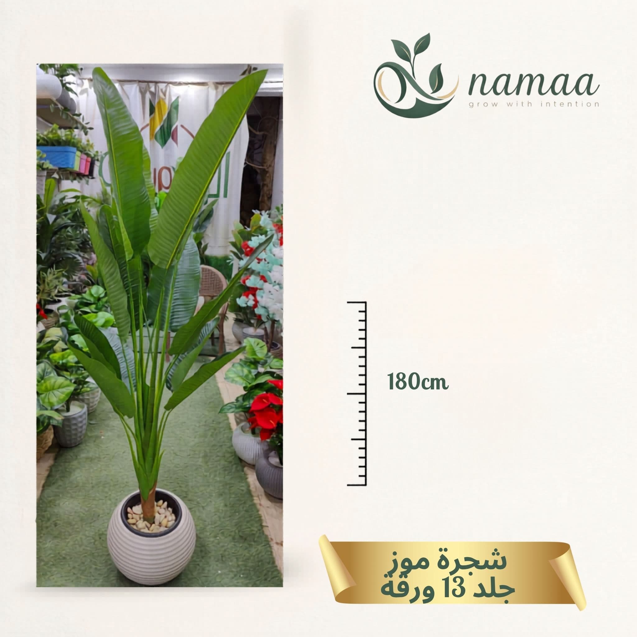 Banana tree
