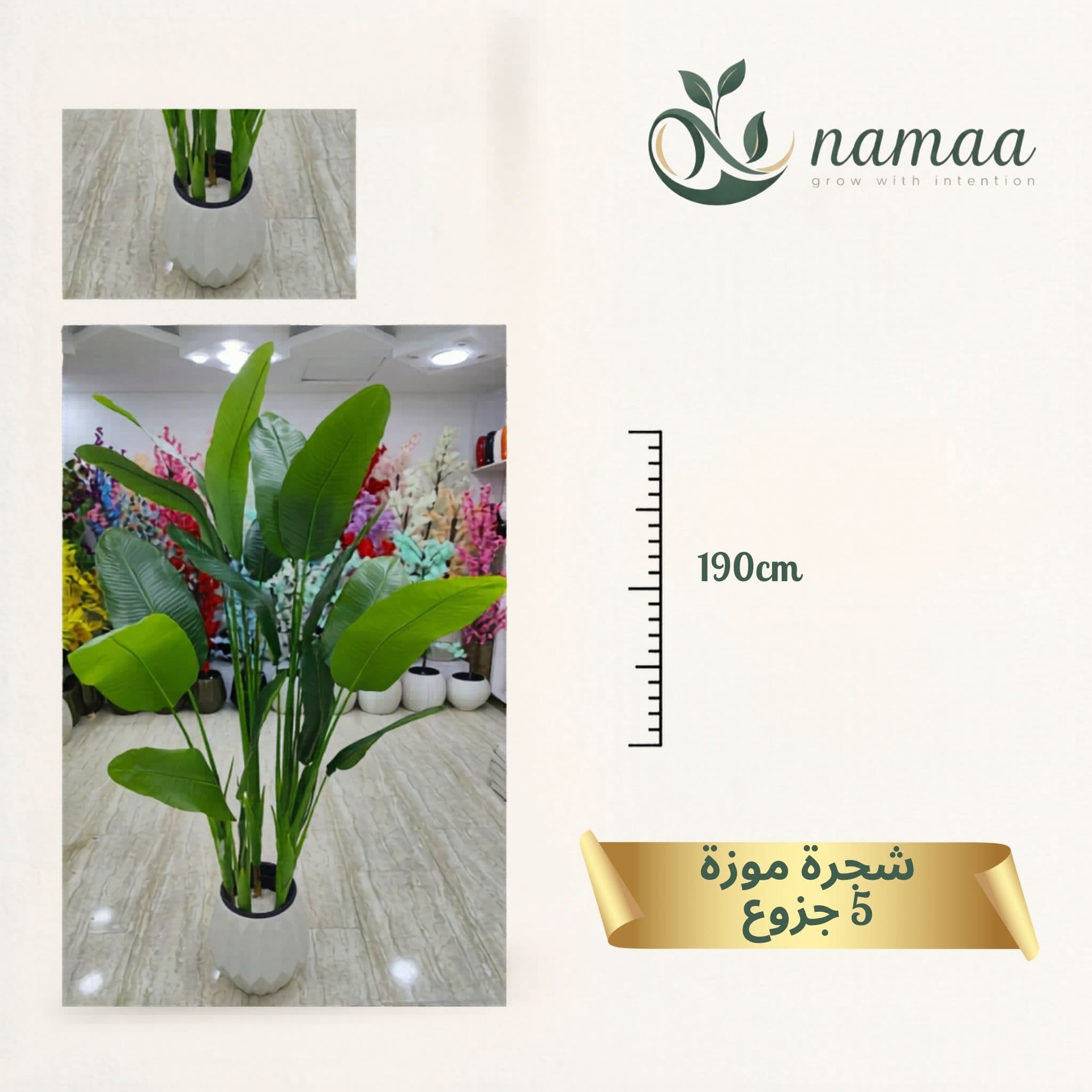 Banana tree